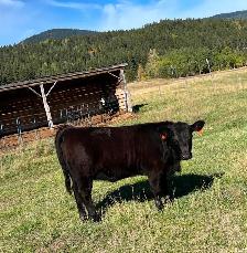 Angus-Cross Heifer Calf - Photo 6