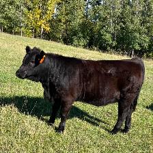Angus-Cross Heifer Calf - Photo 7