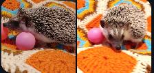 Giselle!❤️ Badger masked hedgehog Girl 13wks. Text to reply!