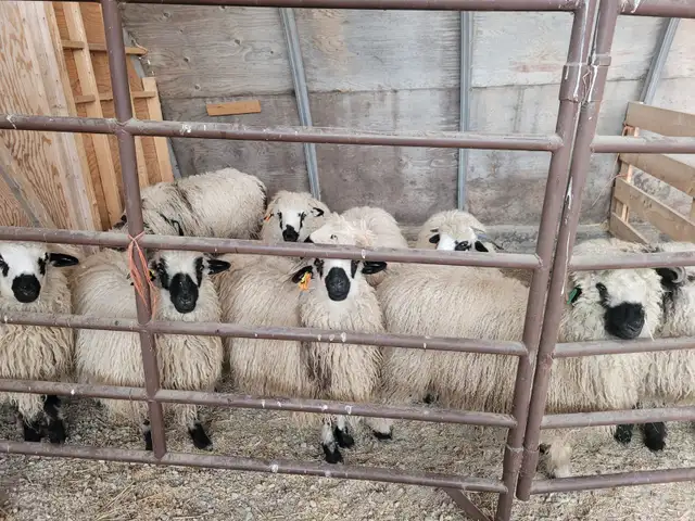 Swiss Valais Blacknose Sheep