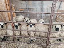 Swiss Valais Blacknose Sheep