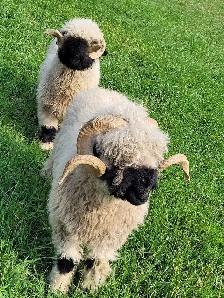 Swiss Valais Blacknose Sheep - Photo 2