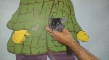 chinchillas - Photo 3