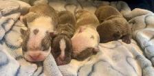 Frenchton Puppies ~ Blues Available