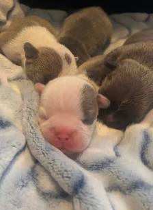 Frenchton Puppies ~ Blues Available - Photo 2