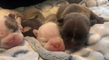 Frenchton Puppies ~ Blues Available - Photo 3