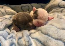 Frenchton Puppies ~ Blues Available - Photo 4