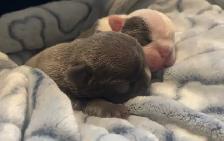 Frenchton Puppies ~ Blues Available - Photo 5
