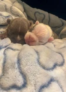 Frenchton Puppies ~ Blues Available - Photo 6