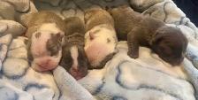 Frenchton Puppies ~ Blues Available - Photo 7