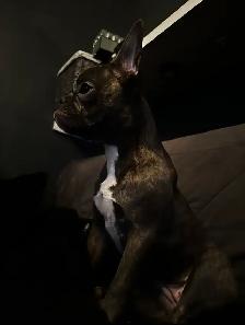 Frenchton Puppies ~ Blues Available - Photo 8