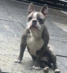 Frenchton Puppies ~ Blues Available - Photo 9