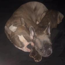 Frenchton Puppies ~ Blues Available - Photo 10