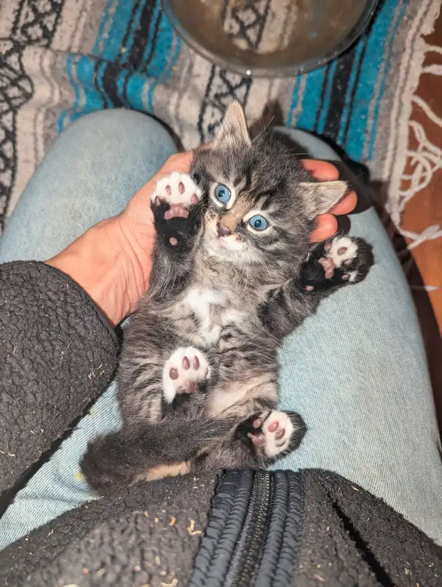 Adorable fluffy Cuddly Tabby Kittens
