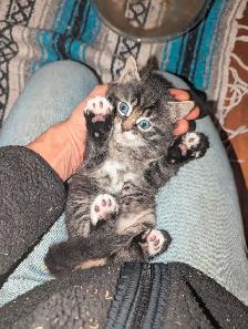 Adorable fluffy Cuddly Tabby Kittens