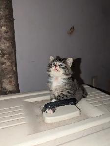 Adorable fluffy Cuddly Tabby Kittens - Photo 2