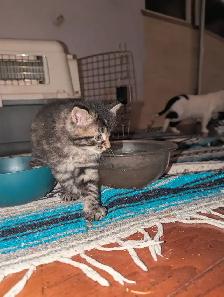 Adorable fluffy Cuddly Tabby Kittens - Photo 3