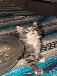 Adorable fluffy Cuddly Tabby Kittens - Photo 4