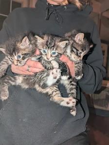 Adorable fluffy Cuddly Tabby Kittens - Photo 5