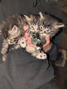 Adorable fluffy Cuddly Tabby Kittens - Photo 6