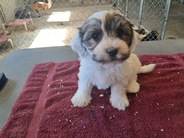 Havanese Pups-CKC Reg.