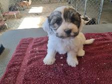 Havanese Pups-CKC Reg.