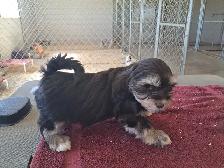 Havanese Pups-CKC Reg. - Photo 2