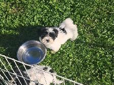 Havanese Pups-CKC Reg. - Photo 3