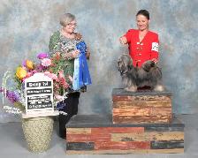 Havanese Pups-CKC Reg. - Photo 4