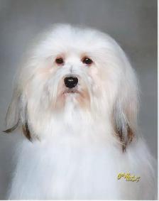 Havanese Pups-CKC Reg. - Photo 5