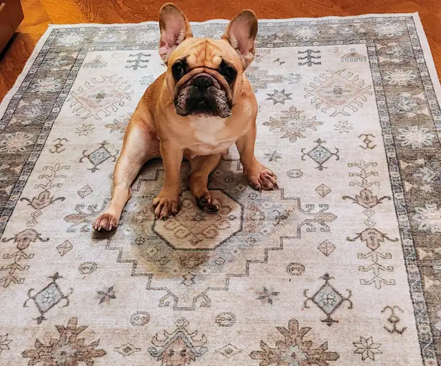 French bulldog pure race female