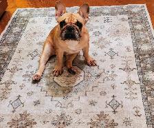 French bulldog pure race female