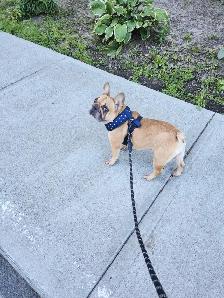 French bulldog pure race female - Photo 2