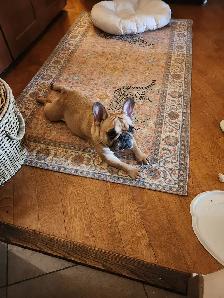 French bulldog pure race female - Photo 3