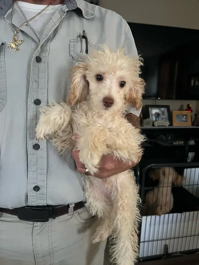 Gorgeous Toy Poodle Males Puppies- Fully Trained
