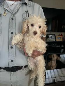 Gorgeous Toy Poodle Males Puppies- Fully Trained