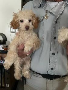 Gorgeous Toy Poodle Males Puppies- Fully Trained - Photo 2