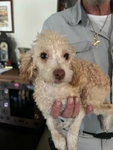 Gorgeous Toy Poodle Males Puppies- Fully Trained - Photo 3