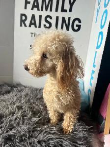 Gorgeous Toy Poodle Males Puppies- Fully Trained - Photo 4
