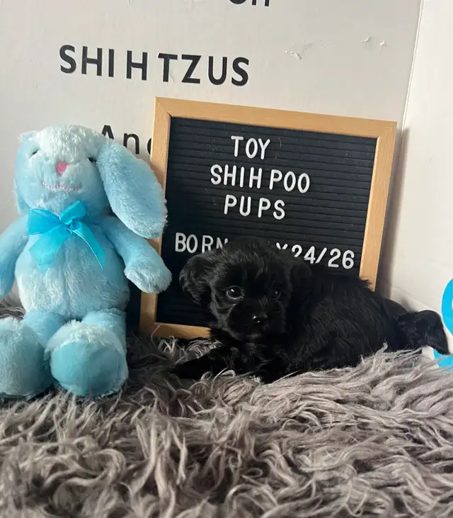 Shihpoo Puppies ready for their Fur-ever Home.