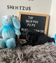 Shihpoo Puppies ready for their Fur-ever Home.