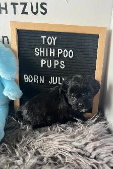 Shihpoo Puppies ready for their Fur-ever Home. - Photo 2