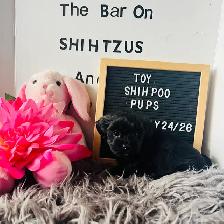 Shihpoo Puppies ready for their Fur-ever Home. - Photo 3