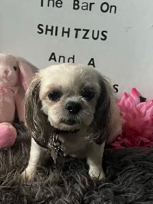 Shihpoo Puppies ready for their Fur-ever Home. - Photo 4
