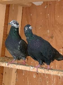 Pigeon highly