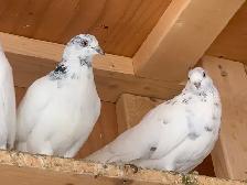 Pigeon highly - Photo 2