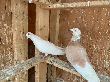 Pigeon highly - Photo 3