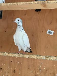 Pigeon highly - Photo 5