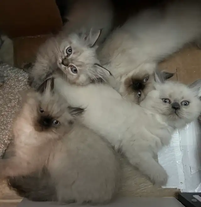 CHATON HIMALAYEN YEUX BLEUS