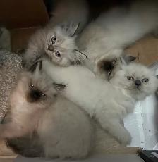 CHATON HIMALAYEN YEUX BLEUS